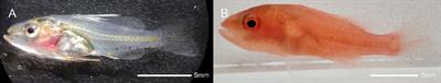 Comparative miRNA-seq analysis revealed molecular mechanisms of red color formation in the early developmental stages of Plectropomus leopardus